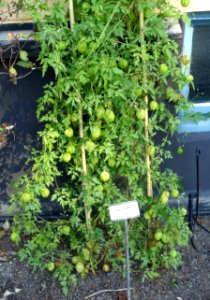 Cardiospermum halicacabum - Bergianska trädgården - Stockholm, Sweden - DSC00542