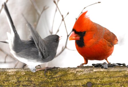 Cardinal And Dark Eyed Junco (197130465)