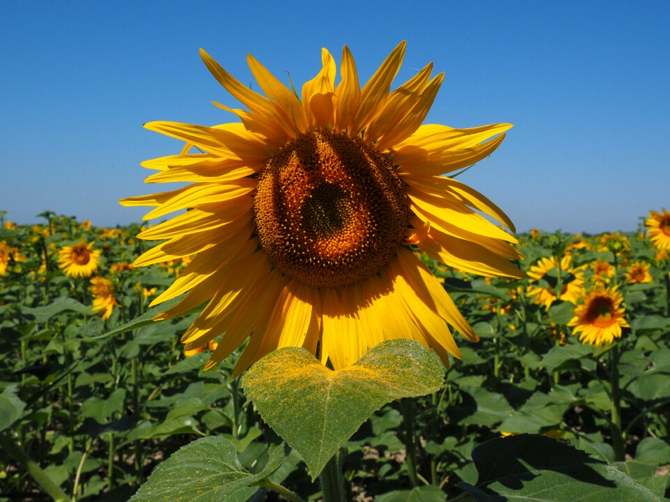 Flower nature plant