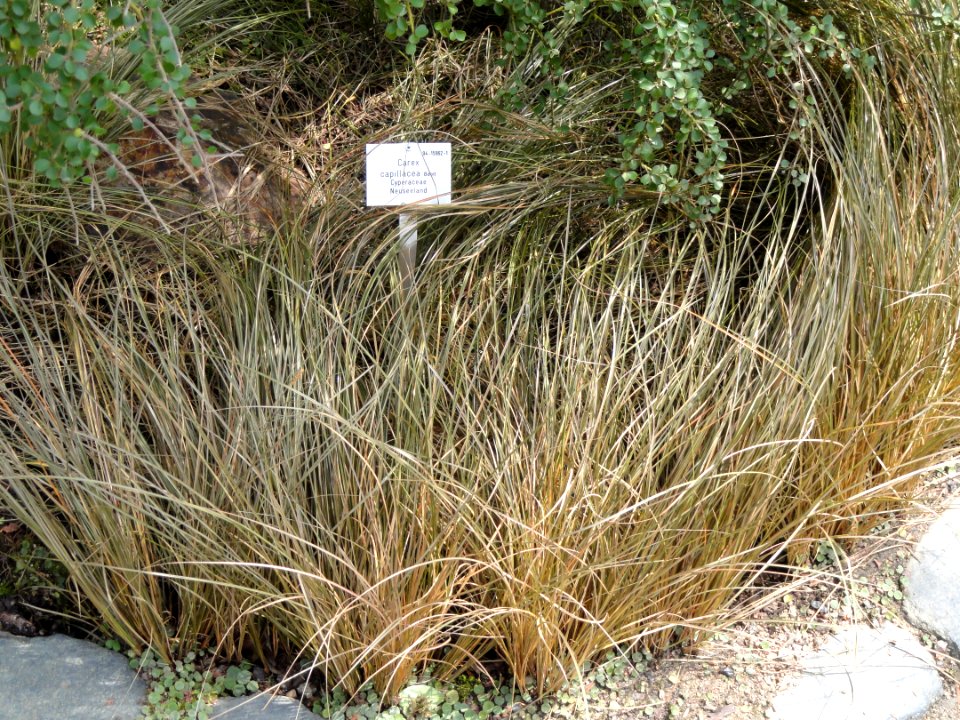 Carex capillacea - Palmengarten Frankfurt - DSC01923