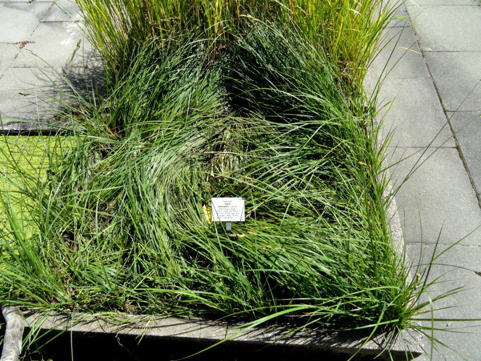 Carex hartmannii - Botanical Garden, University of Frankfurt - DSC02708