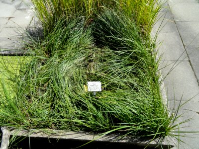 Carex hartmannii - Botanical Garden, University of Frankfurt - DSC02708
