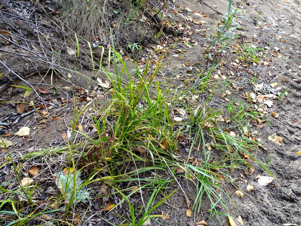 Carex houghtoniana 48733722