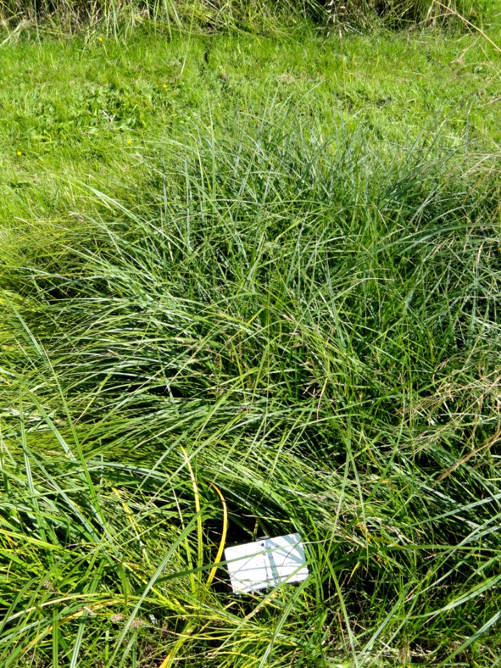 Carex hirta - Botanical Garden in Kaisaniemi, Helsinki - DSC03520