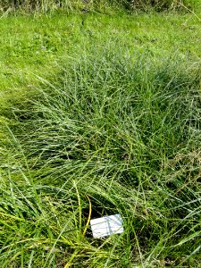 Carex hirta - Botanical Garden in Kaisaniemi, Helsinki - DSC03520