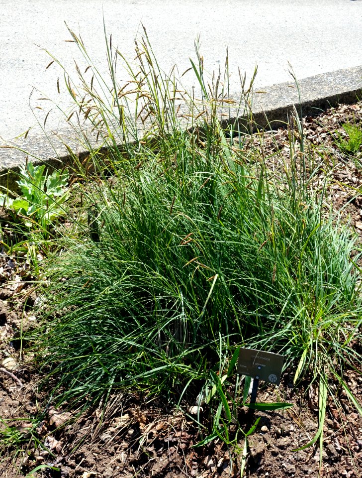 Carex flacca - UBC Botanical Garden - Vancouver, Canada - DSC08411