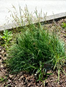 Carex flacca - UBC Botanical Garden - Vancouver, Canada - DSC08411