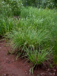 Carex canescens Oulu, Finland 11.06.2013