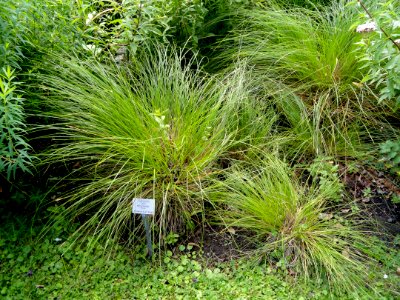 Carex appropinquata - Botanical Garden, University of Frankfurt - DSC02589
