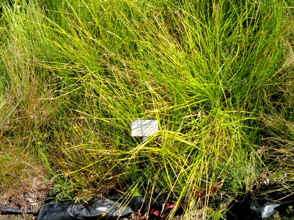 Carex bohemica - Botanical Garden, University of Frankfurt - DSC02737