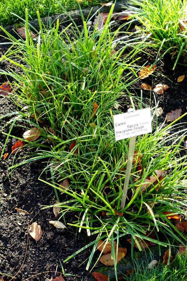 Carex flacca - Botanischer Garten Braunschweig - Braunschweig, Germany - DSC04389