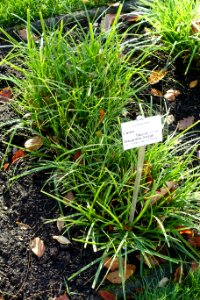Carex flacca - Botanischer Garten Braunschweig - Braunschweig, Germany - DSC04389