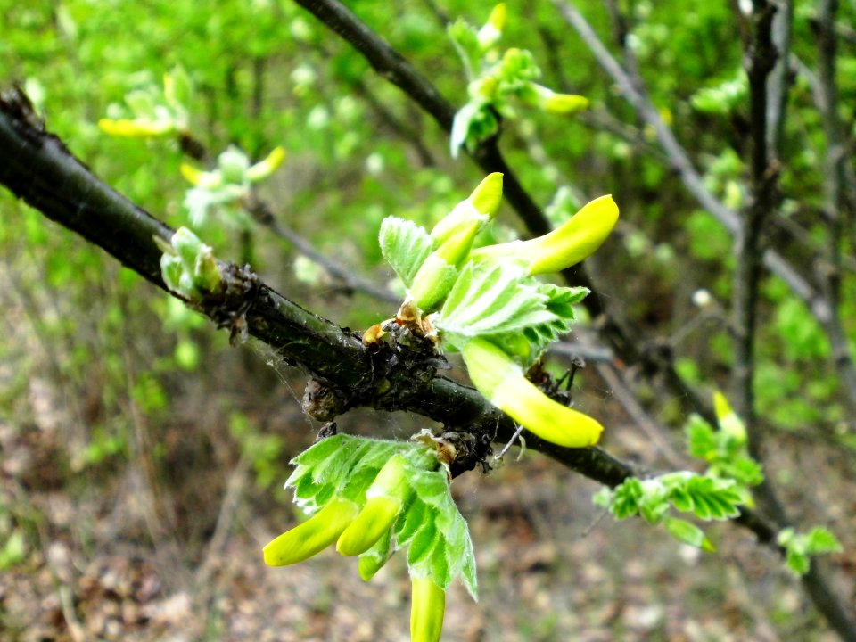 Caragana arborescens f006