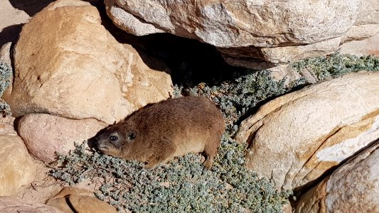 Cape Town - Cape of Good Hope dassie