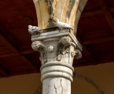 Capital pigeons Agios Marcos basilica Heraklion