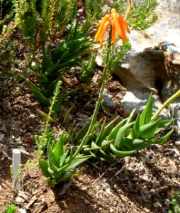 Cape skink and Aloe juddii - Western Cape Fynbos 2