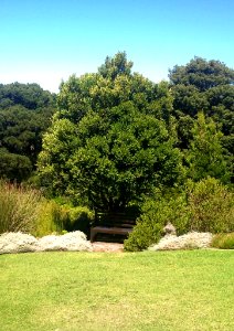 Cape Saffron tree - Cassine peragua - Cape Town Kirstenbosch