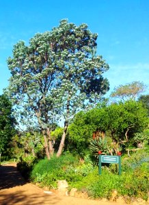 Cape Silvertree - Leucadendron argenteum - Kirstenbosch garden
