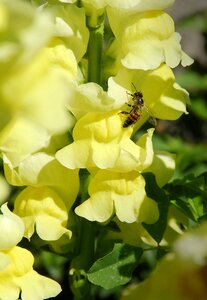 Yellow nature insect photo