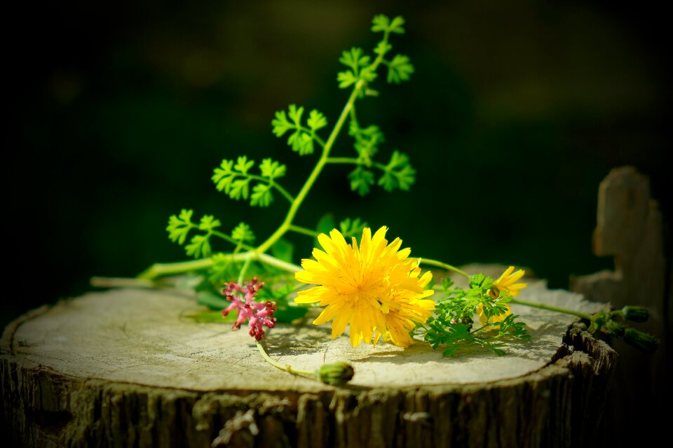 Plant wildlife wild flower flowers