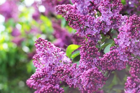 Flowers bloom beautiful