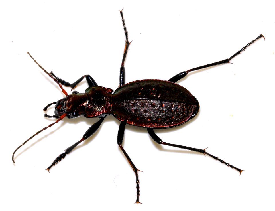 Carabus-irregularis-01-fws