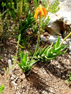 Cape skink and Aloe juddii - Western Cape Fynbos 3