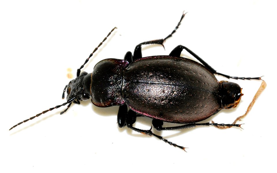 Carabus-nemoralis-01-fws
