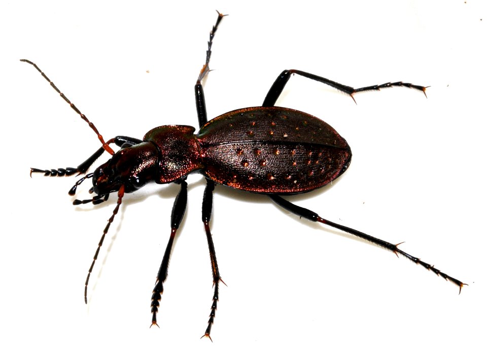 Carabus-irregularis-08-fws