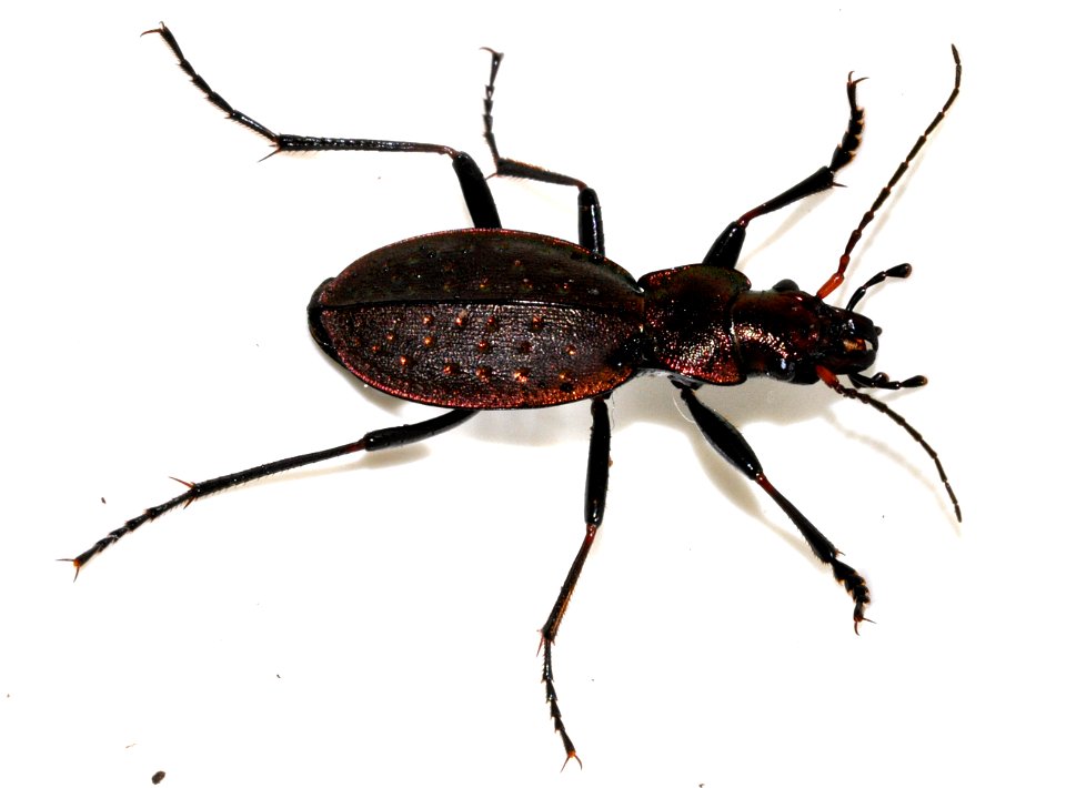 Carabus-irregularis-02-fws