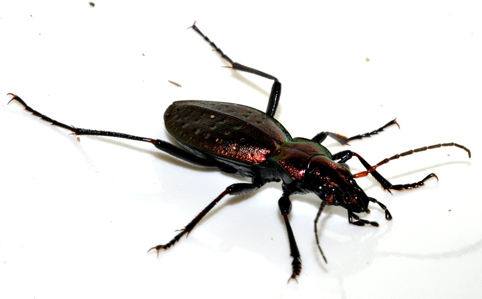 Carabus-irregularis-10-fws