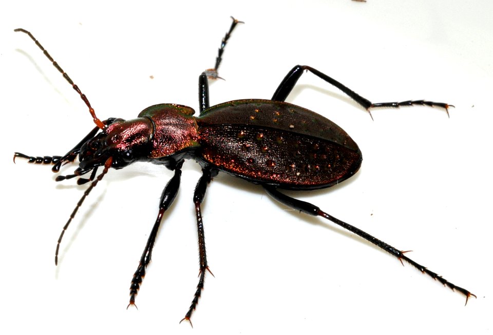 Carabus-irregularis-07-fws