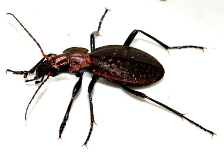 Carabus-irregularis-07-fws