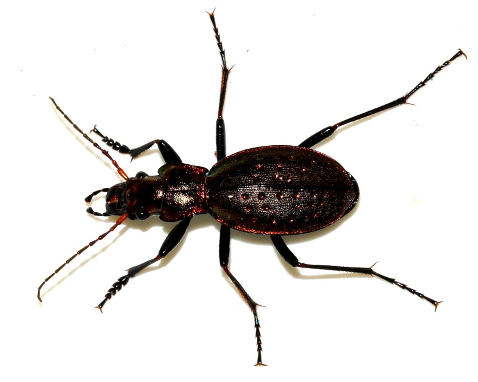 Carabus-irregularis-04-fws