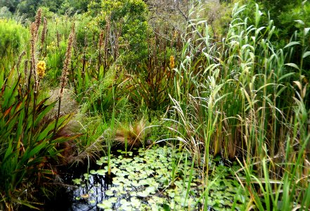 Cape Wetlands - western cape SA