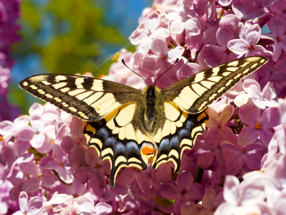 Macro nature insects
