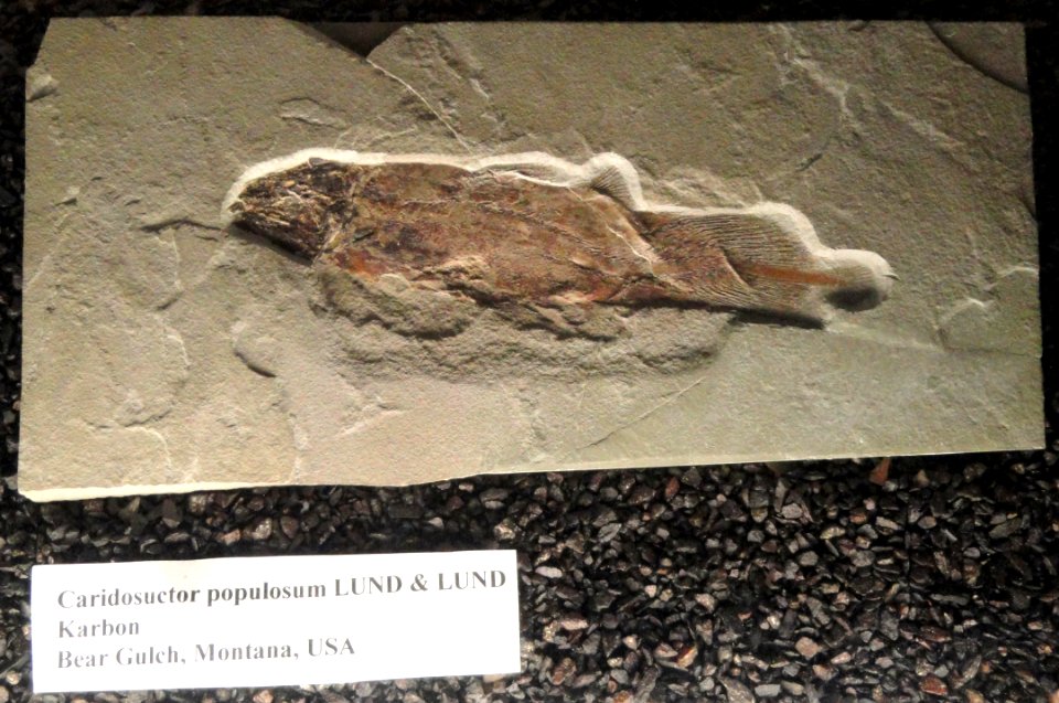 Caridosuctor populosum - Naturmuseum Senckenberg - DSC02205
