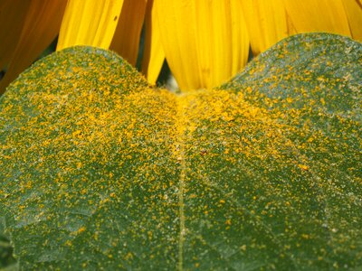 Yellow bee pollen pollen grains