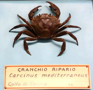Carcinus aestuarii (Carcinus mediterraneus) - Museo Civico di Storia Naturale Giacomo Doria - Genoa, Italy - DSC03227