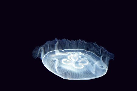 Marine animal urticant ocean