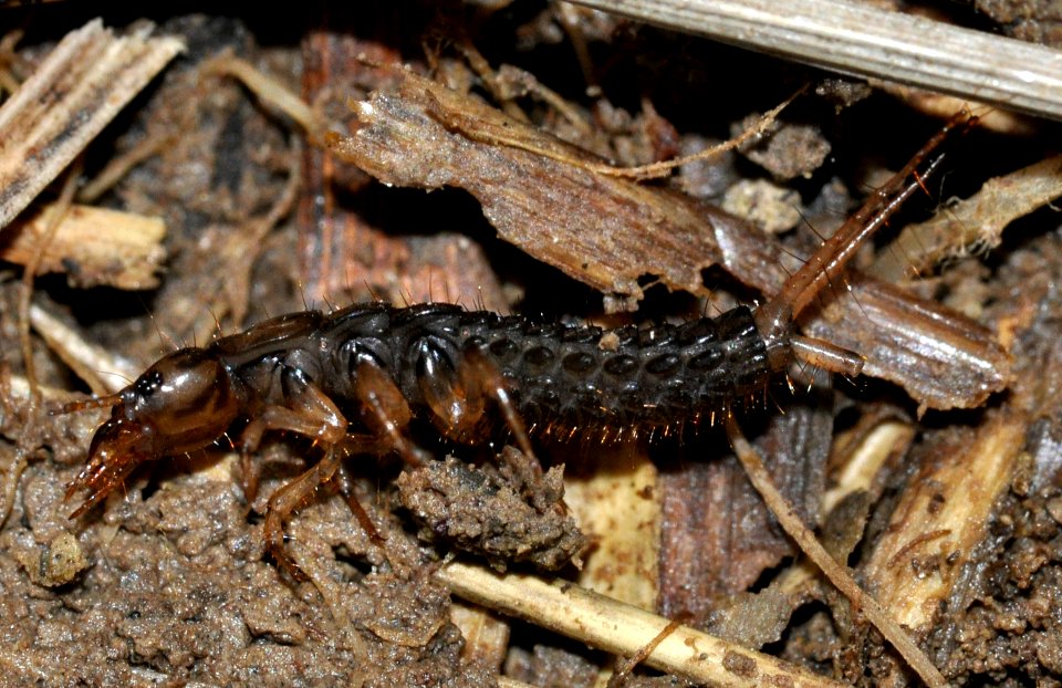 Carabidae-larva-01-fws