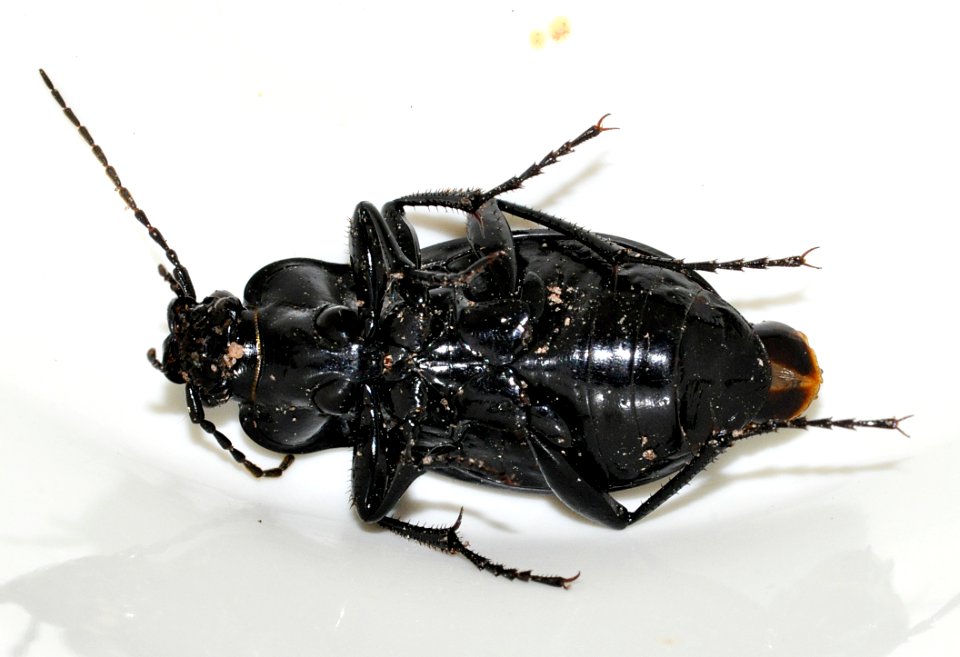 Carabus-nemoralis-02-fws