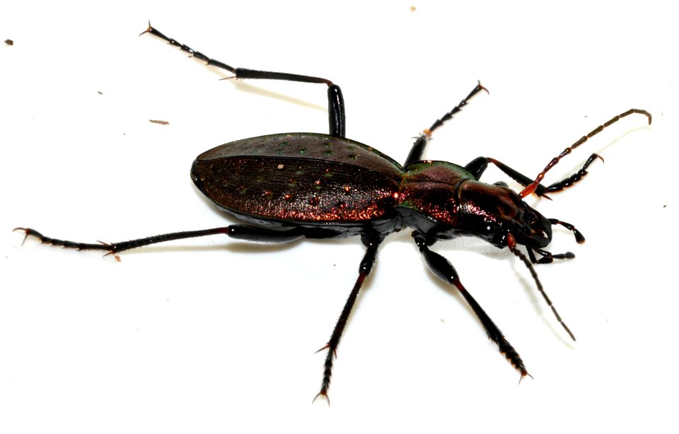 Carabus-irregularis-11-fws