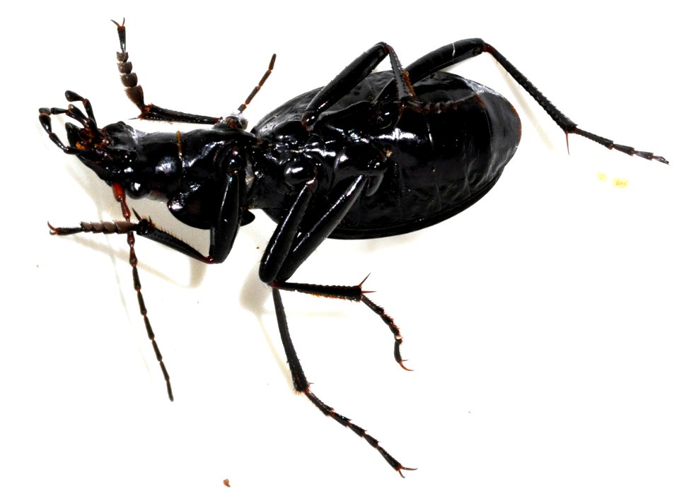 Carabus-irregularis-06-fws