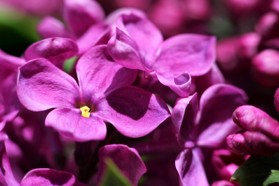 Macro closeup spring