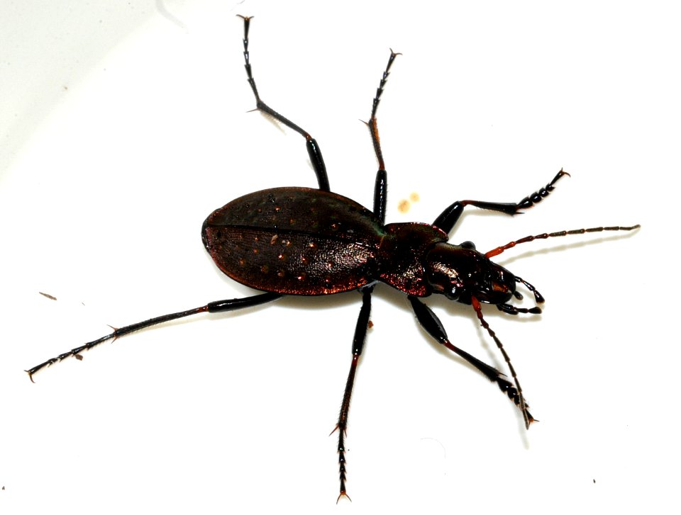 Carabus-irregularis-03-fws