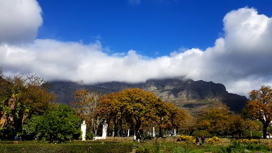 Cape Town - Table Mountain seen from Company's Garden photo
