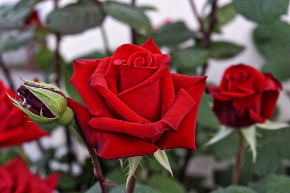 Nature red love