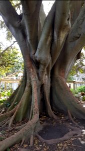 Cape Town - Company's Garden (7)