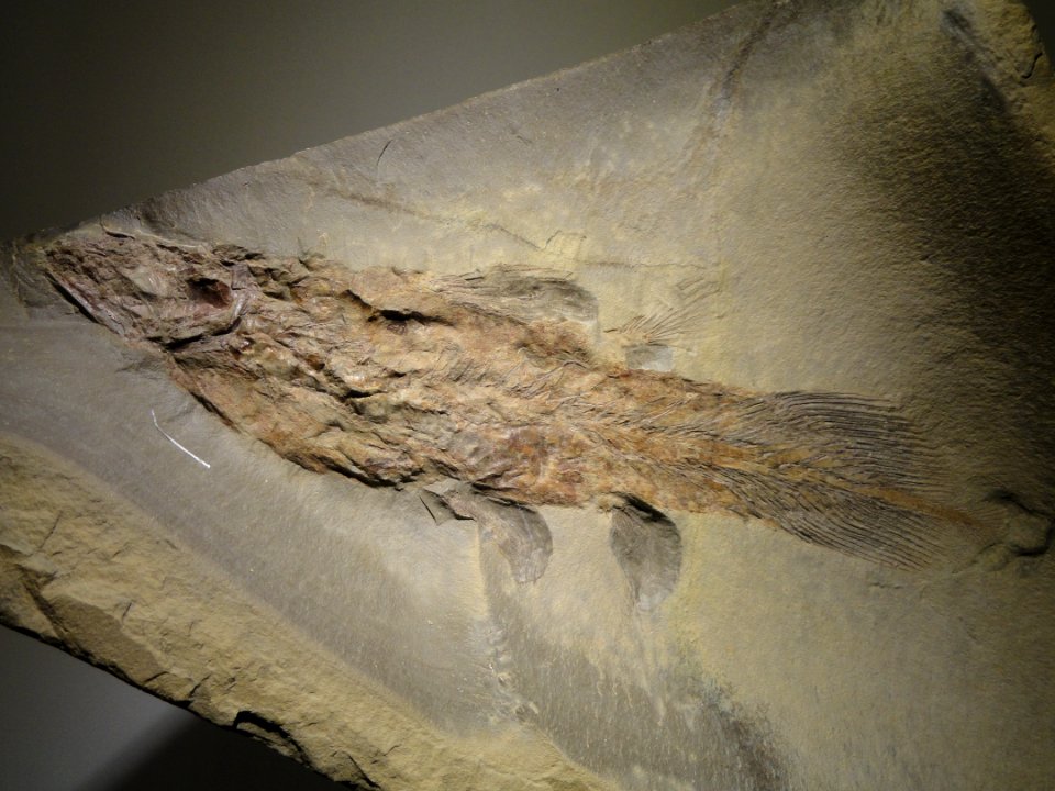 Caridosuctor populosum, coelacanth, Carboniferous (Mississippian), Heath Formation, Fergus County, Montana, USA - Houston Museum of Natural Science - DSC01714